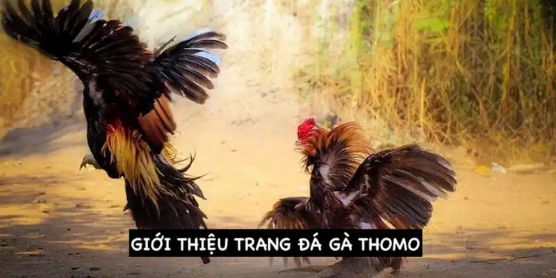 Một số nội dung về trang đá gà Thomo