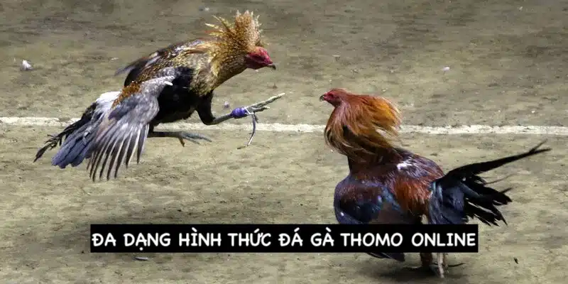 Những hình thức cược chỉ có tại trang đá gà Thomo