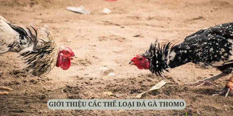 Các thể loại đá gà Thomo đa dạng được giới thiệu dưới đây