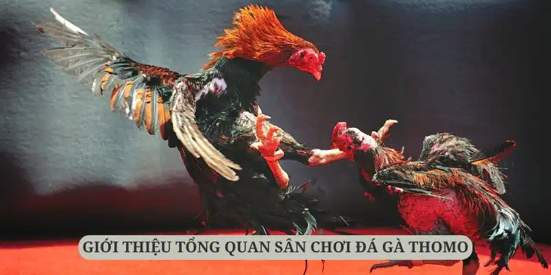 Giới thiệu đá gà tại nền tảng Thomo là một việc quan trọng