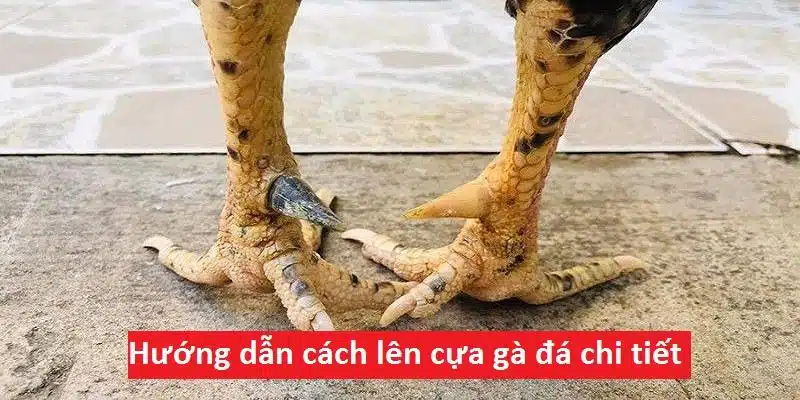 Cách lên cựa gà đá chuẩn nhất