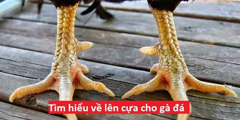 Áp dụng lên cựa cho chiến kê bất bại