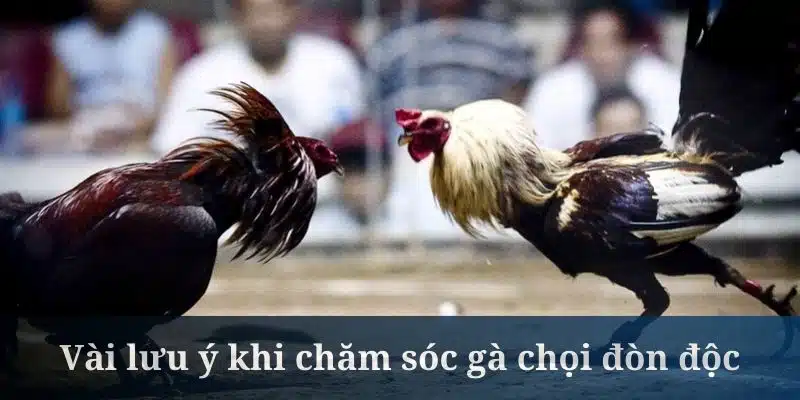 Những chiến kê đá đòn độc cần được chăm có kỹ lưỡng