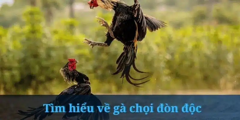 Gà Chọi Đòn Độc