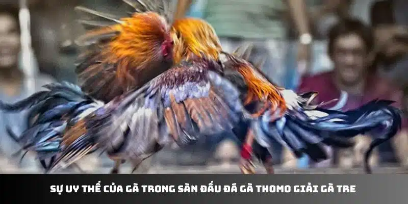 Sự uy thế của gà trong sàn đấu đá gà Thomo giải gà tre 