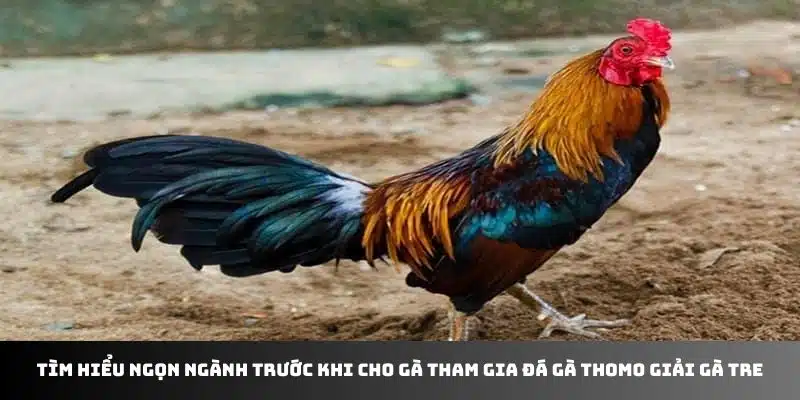 Tìm hiểu ngọn ngành trước khi cho gà tham gia đá gà Thomo giải gà tre